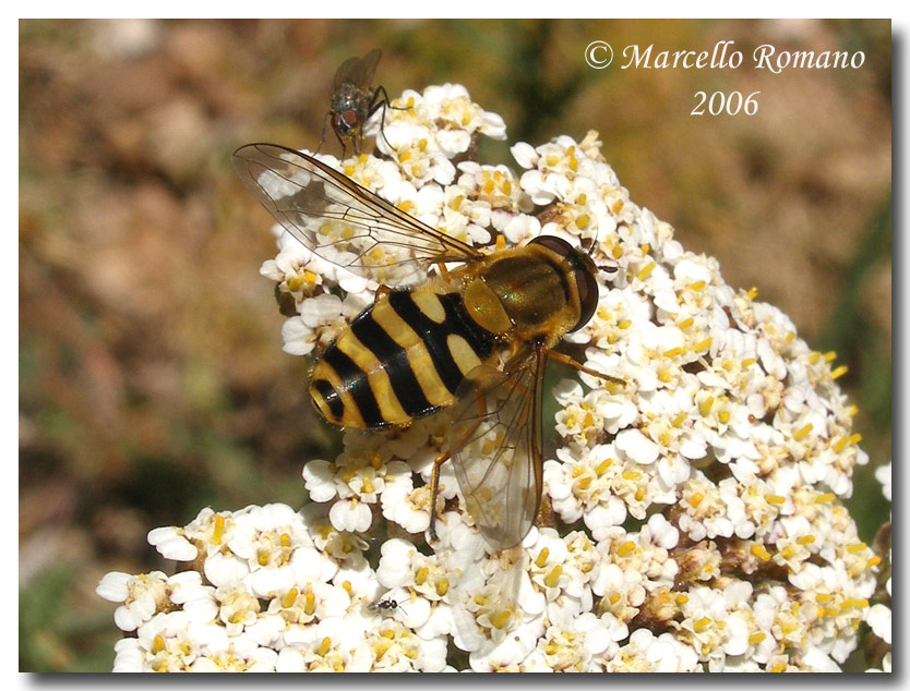 Syrphus cfr. ribesii (Diptera, Syrphidae)